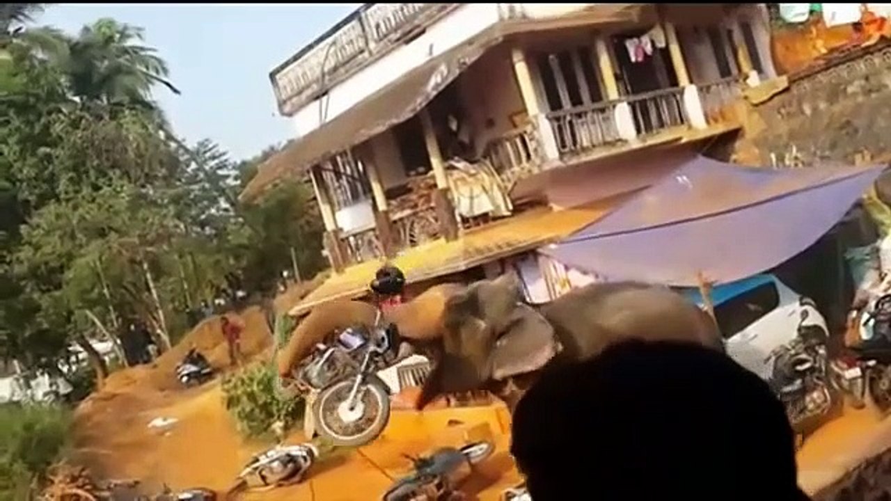 Gajah Ngamuk Elephent Fight