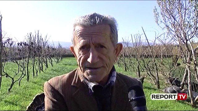 Zadrima e Lezhës prodhuesi kryesor i gjelit të detit, fermerët: Shpendi po shkon drejt zhdukjes