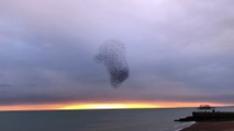 Birds Perform Mesmerizing Flying Formations