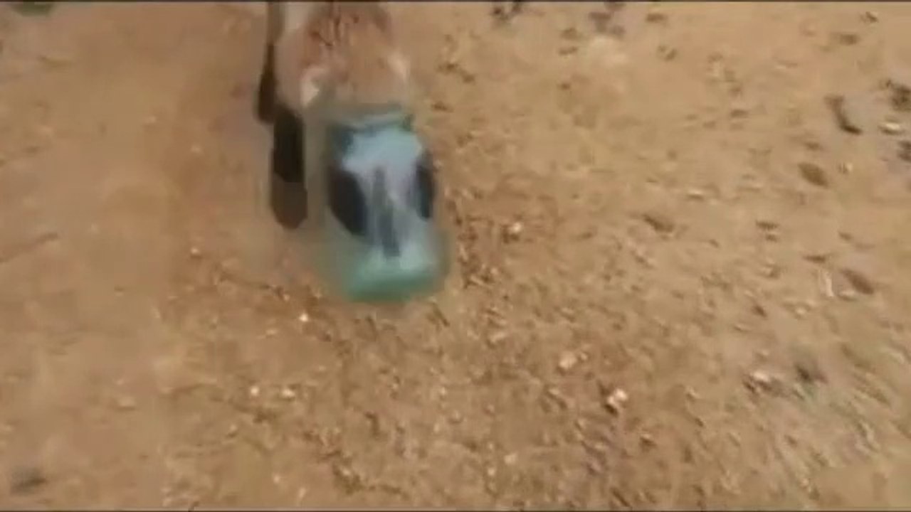 Ce pauvre petit renard demande de l'aide. Il a la tête coincée dans un bocal