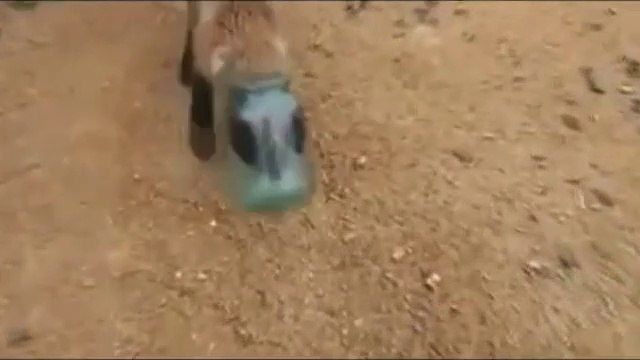 Ce pauvre petit renard demande de l'aide. Il a la tête coincée dans un bocal