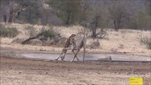 Cette giraffe se prend la gamelle de sa vie, terrifiée par une hyene