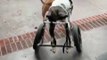 Ce chien handicapé est tellement content de jouer avec ses roues