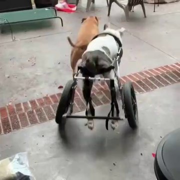 Ce chien handicapé est tellement content de jouer avec ses roues