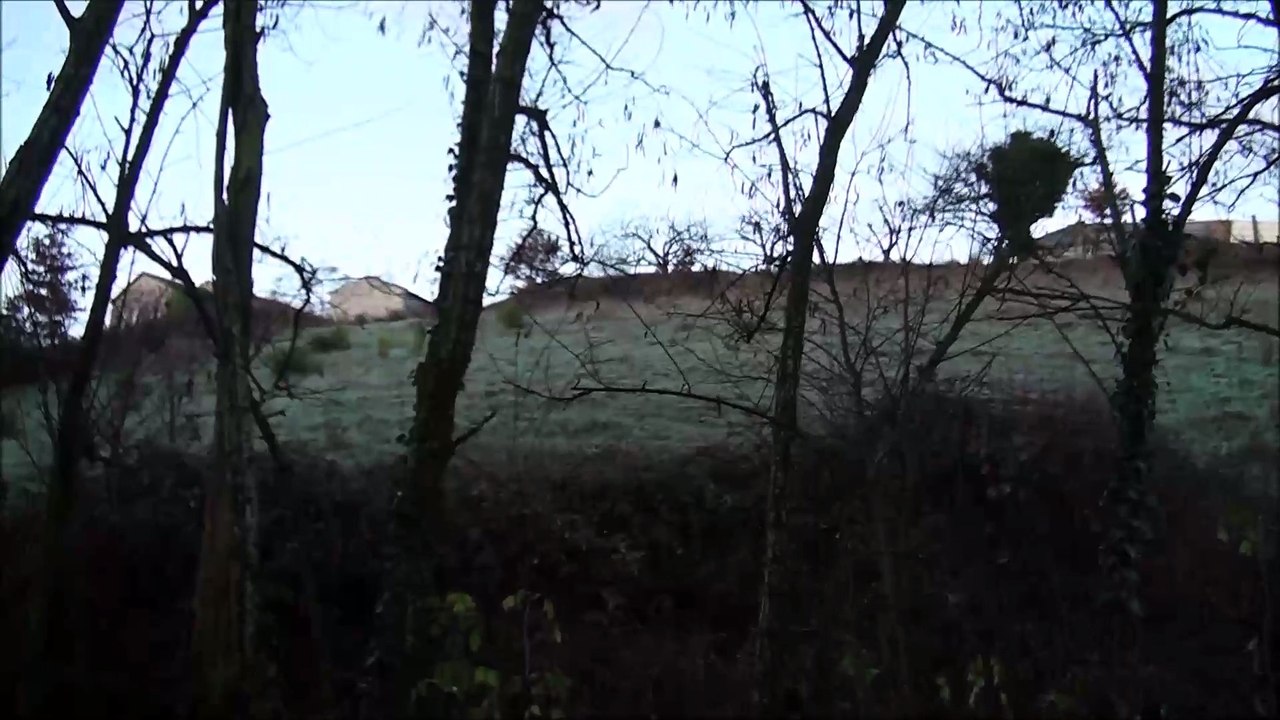 Chasse au lièvre avec des bassets bleu de Gascogne