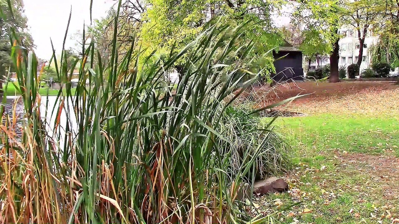 Köln – Ringe Pflanzen