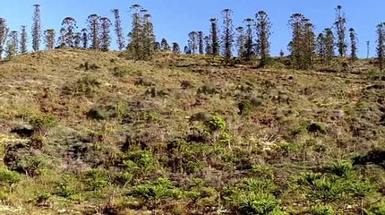 1 - BBC - CAMINHANDO COM DINOSSAUROS - SANGUE NOVO