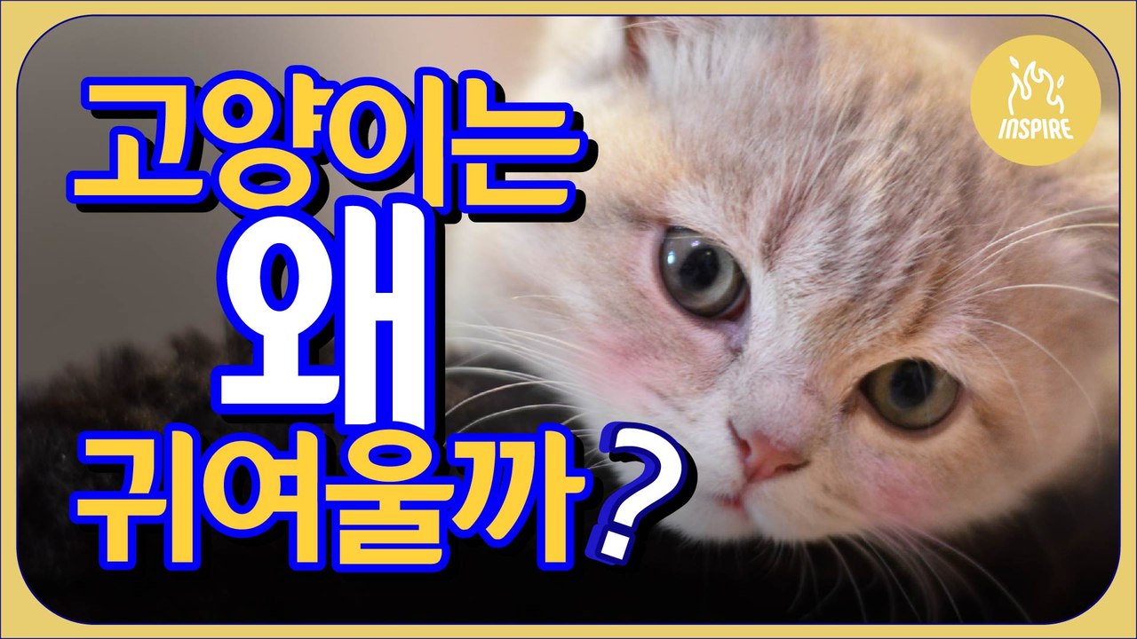 심쿵주의※ 고양이가 너무 OO해서 만든 영상?!! ※심쿵주의ㅣ인스파이어Q