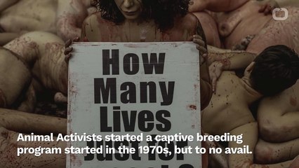 Red Wolves May Be Brought Back To A Reasonable Pop W/ Wild Dog DNA