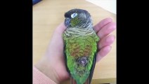Funny Parrots and Cute Birds Compilation #78