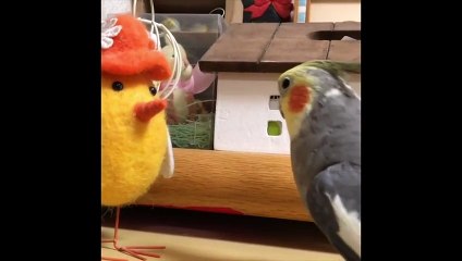 Funny Parrots and Cute Birds Compilation #81
