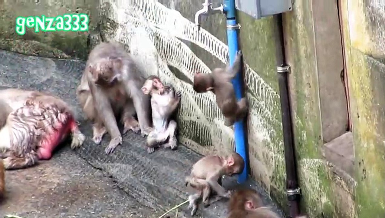 Baby monkey Cute animals Video # 22