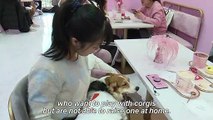 'Hello Corgi': Short-legged dogs shine at Shanghai cafe