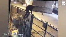 Un voleur de bières reste suspendu au portail d'un supermarché