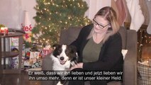 Hund vertreibt Geschenke-Dieb aus Haus