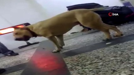 Kaybolan köpeğini bulana 10 bin TL ödeyecek