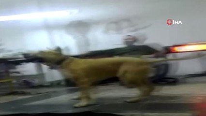 Kaybolan Köpeğini Bulana 10 Bin TL Ödeyecek