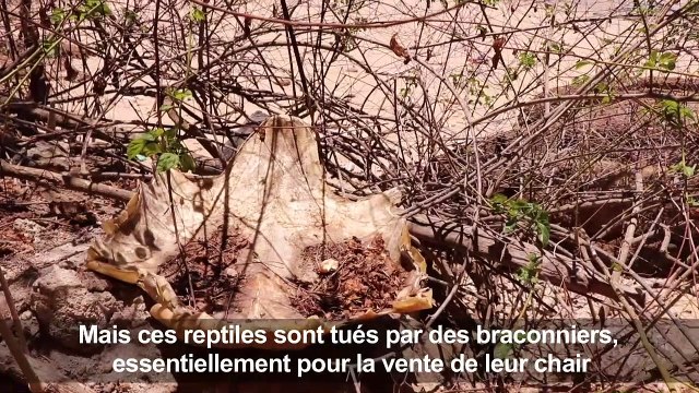 A Mayotte, lutte contre le braconnage des tortues marines