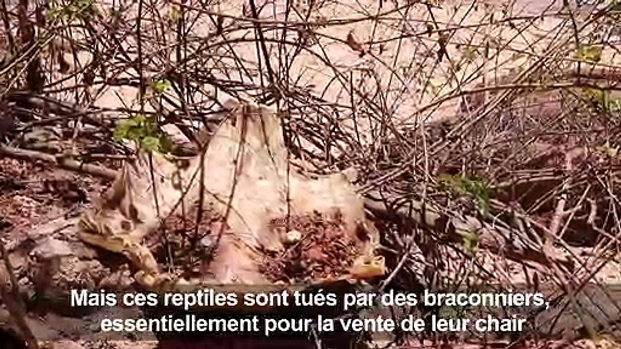 A Mayotte, lutte contre le braconnage des tortues marines