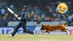 #10 Dangerous Animals Attacks on Players in Cricket | Worst Animal Attacks