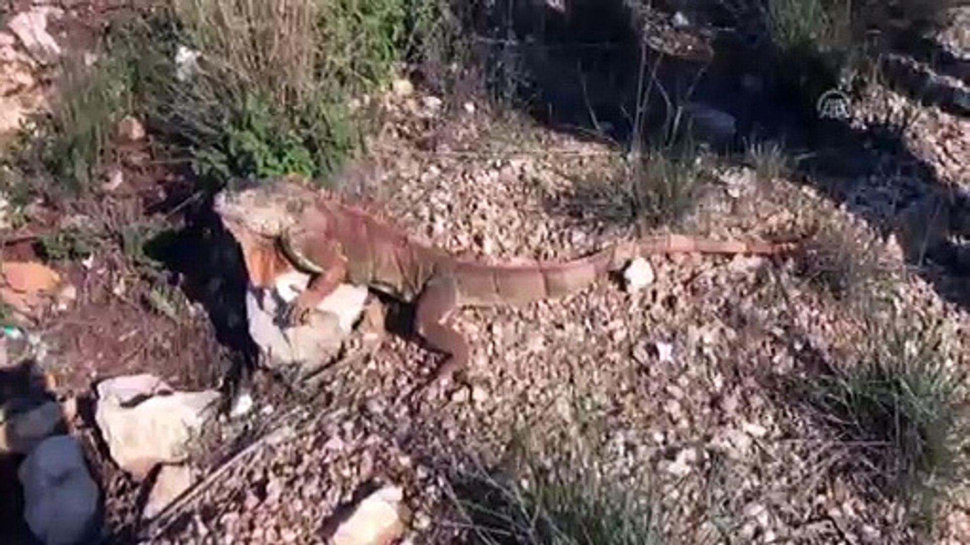 Sokakta bulunan iguana koruma altına alındı - MUĞLA