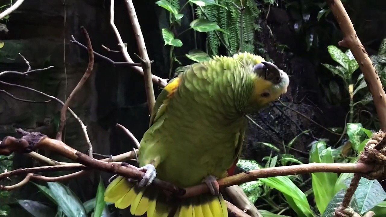 Quand un perroquet interprète une chanson de Mariah Carey