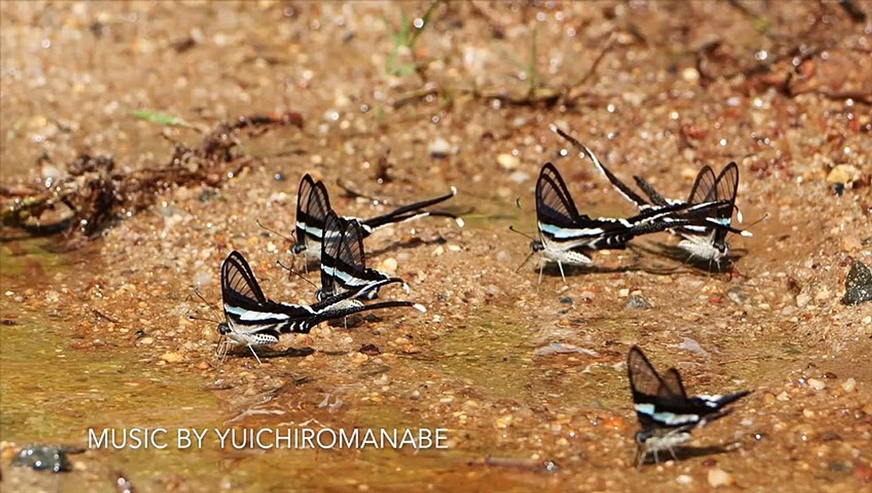 Papillon dragon vert de Thaïlande