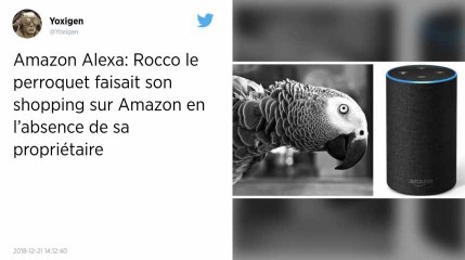 Quand un perroquet utilise une enceinte connectée Amazon pour faire du shopping.