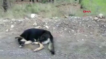 Muğla Anestezi Uygulanan Sokak Köpekleri Ormana Atıldı