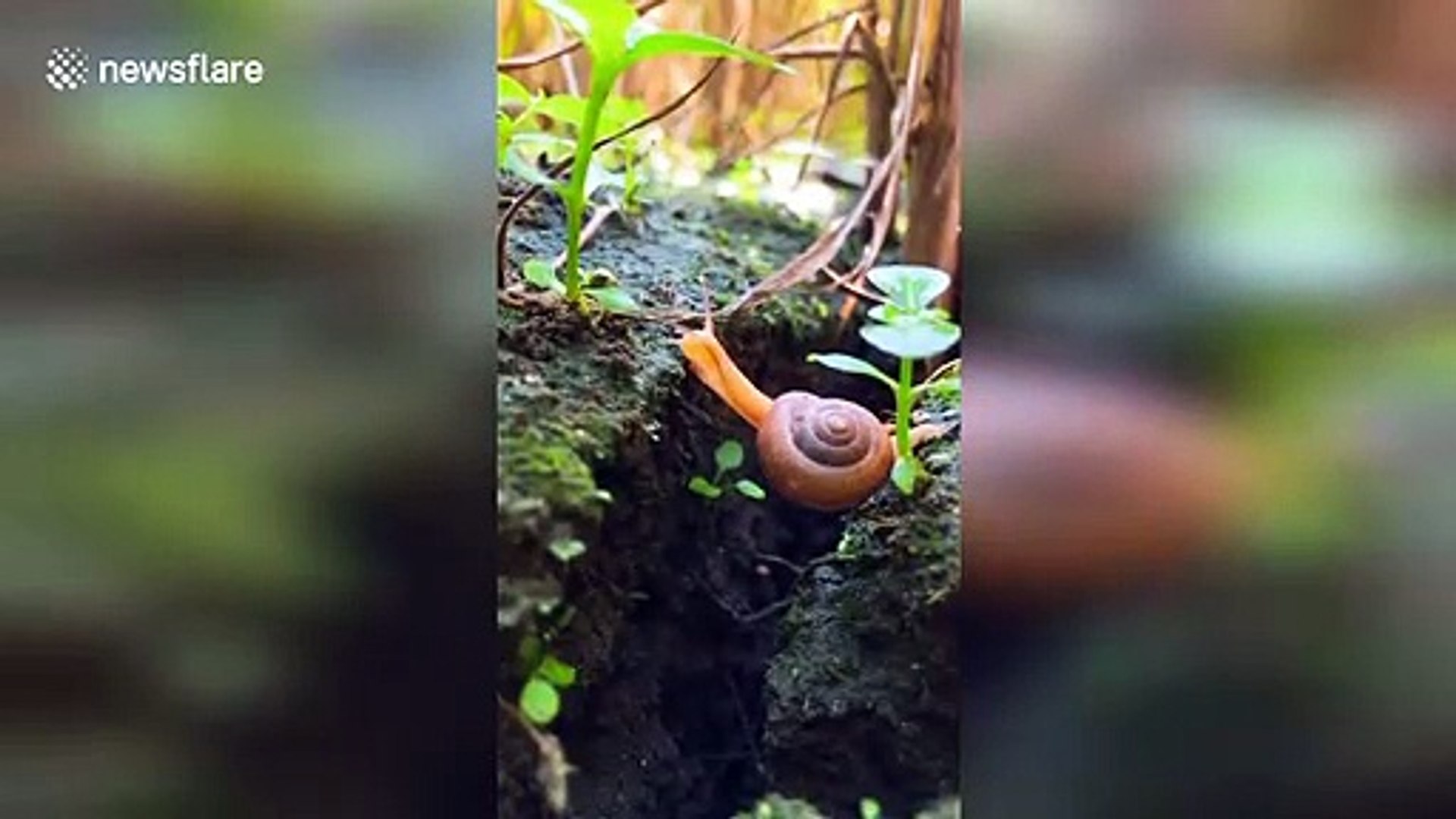 Across the great divide! Snail makes INCREDIBLE stretch to cross gap in the  dirt - video Dailymotion