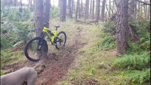 Man wipes out on pine tree mountain-biking in Scottish forest