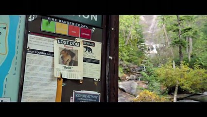 A Dog’s way Home – International Trailer