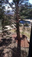 Beautiful Bobcats in Backyard