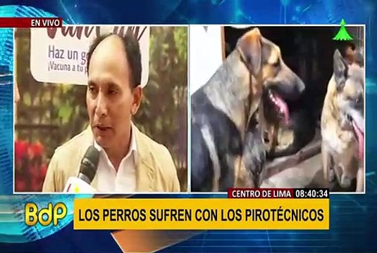 Navidad: brindan recomendaciones para que su mascota no sufra por los pirotécnicos