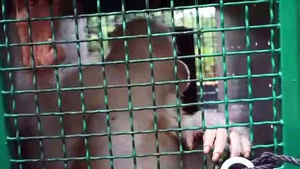 Rare albino orangutan released back into the wild