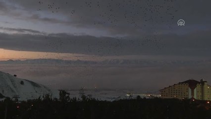 Dansçı Kuşların" Palandöken'deki Doyumsuz Güzelliği