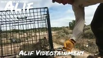 Baby BobCat Released Into Wild