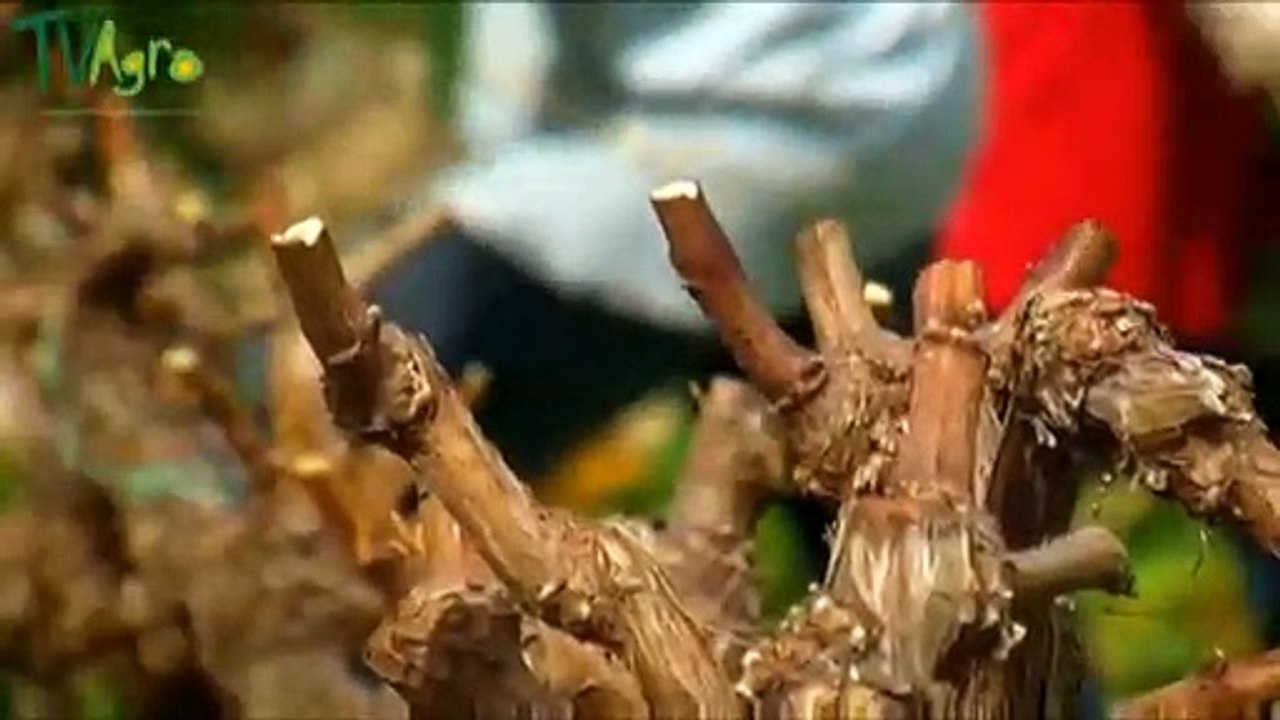 José Elarba nos cuenta cómo cultivar uvas para el vino