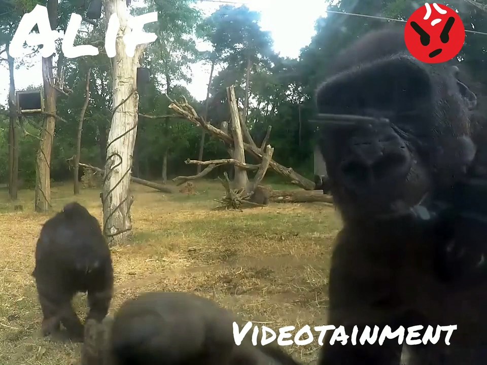 GORILLA'S CONFUSED BY CAMERA