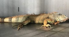 Muğla'da Sokakta Bulunan İguana Vatandaşları Tedirgin Etti