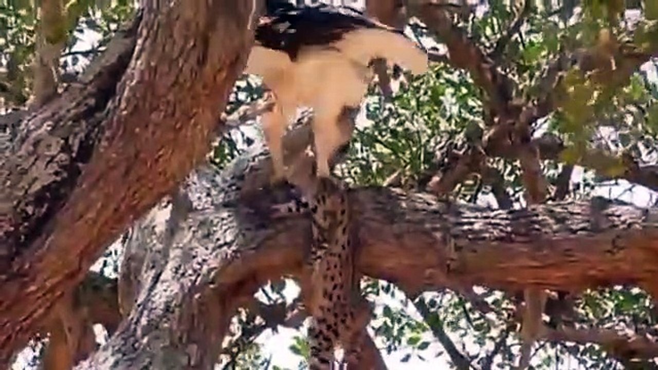 Mother Cheetah Save His Baby Fail and Hunting Eagle To Revenge