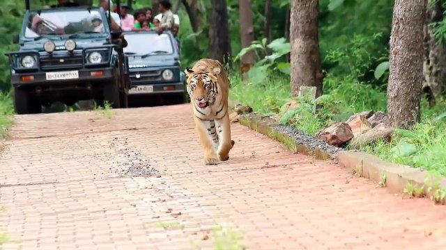 Wildlife Documentary - Tiger - Tadoba - Umred Karhandla - Pench - Bor Wildlife - Tiger