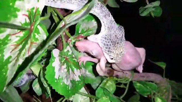 Il filme sa vipère dévorer un souriceau... Impressionnant