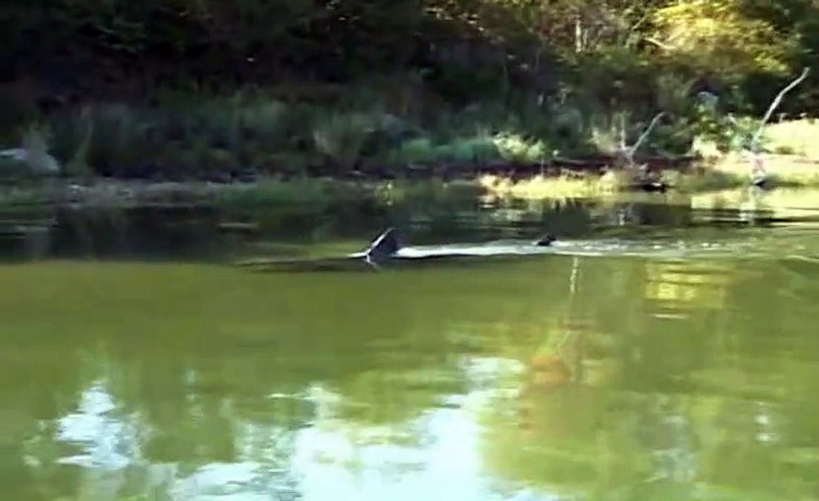 Un grand requin blanc filmé en eau douce dans une rivière du Massachusetts