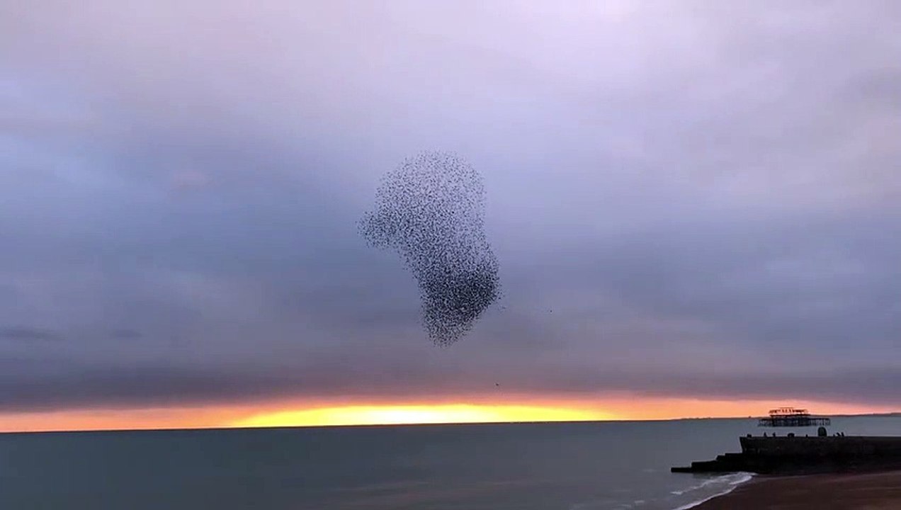 Un aigle chasse dans une nuée de milliers d'oiseaux... Magnifique