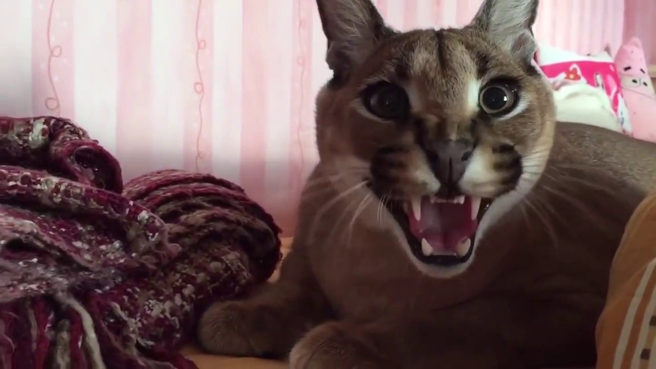 Son petit chat l'attend sur le lit... petit chat, pas vraiment