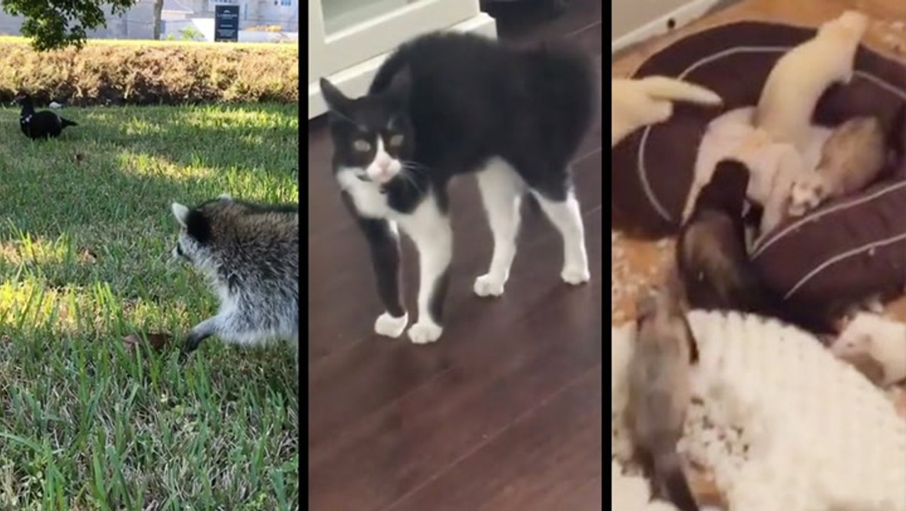 Pets Have Their Quirks, But We Love Them Anyway