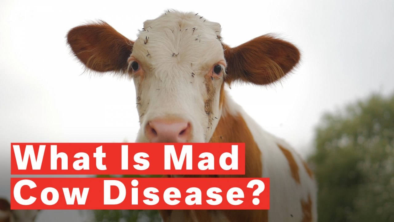 What Is Mad Cow Disease Video Dailymotion