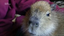Capybara Vocalisations Happy Sounds BabyTuff'n sings