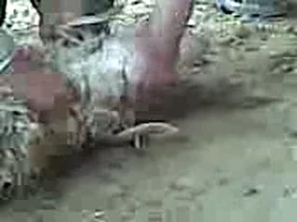 Vidéo000